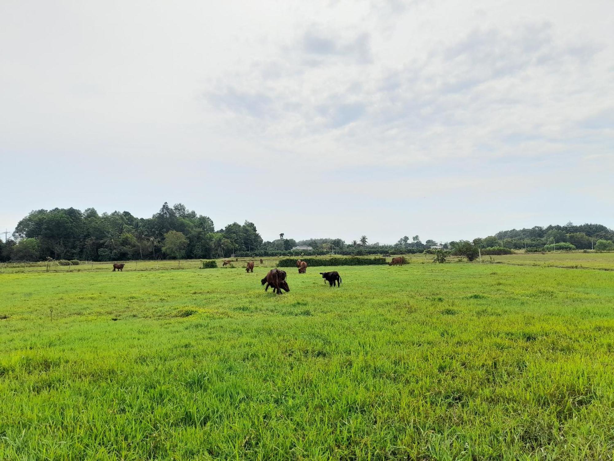 Cu Chi Boutique Countryside * TP. Hồ Chí Minh