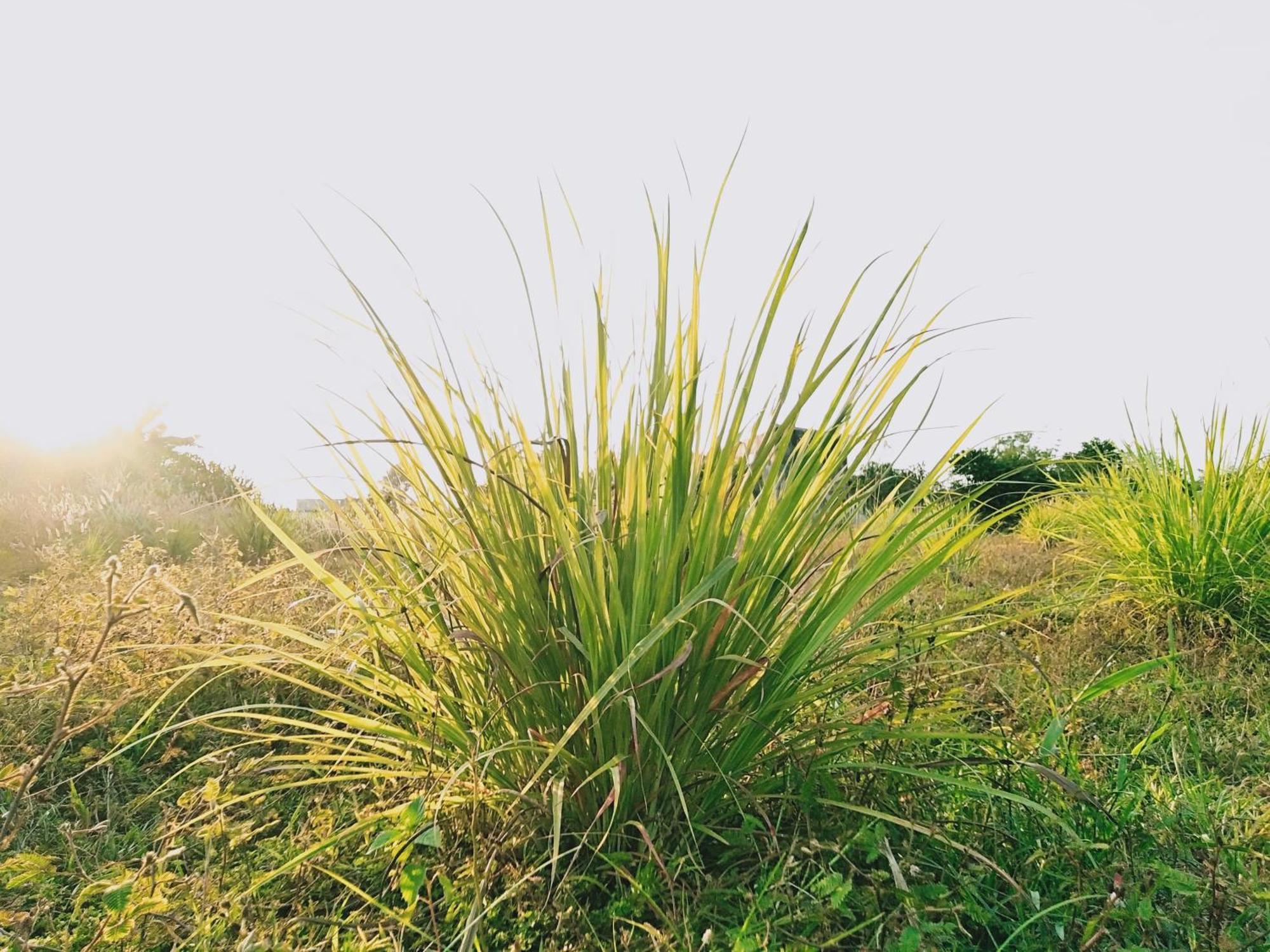 Cu Chi Boutique Countryside TP. Hồ Chí Minh